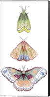 Moth Fairies II Fine Art Print