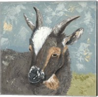 Farm Life-Grey Goat Fine Art Print