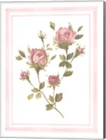 Rose Pattern I Fine Art Print
