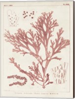 Antique Coral Seaweed I Fine Art Print