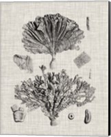Coral Specimen III Fine Art Print