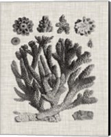 Coral Specimen IV Fine Art Print