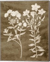Botanical in Taupe I Fine Art Print