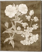 Botanical in Taupe II Fine Art Print