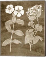 Botanical in Taupe IV Fine Art Print