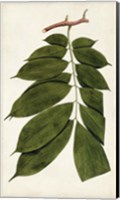 Leaf Varieties III Fine Art Print