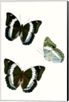 Butterfly Specimen VIII Fine Art Print