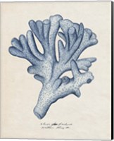 Sea Coral Study I Fine Art Print