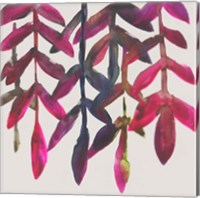 Fuchsia Vine I Fine Art Print