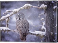 Owl in the Snow III Fine Art Print