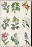 Botanical Chart I Fine Art Print