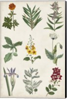Botanical Chart II Fine Art Print