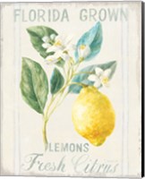Floursack Lemon I Fine Art Print