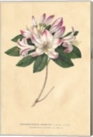 Rhododendron Vintage Fine Art Print