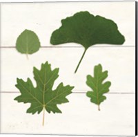 Leaf Chart V Shiplap Fine Art Print