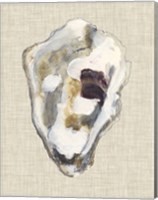 Oyster Shell Study II Fine Art Print