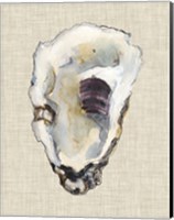 Oyster Shell Study III Fine Art Print