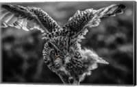 Wise Owl 4 Black & White Fine Art Print