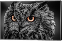 Wise Owl 5 Black & White Fine Art Print