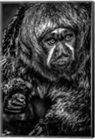 Little Monkey 3 Black & White Fine Art Print