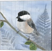 Eastern Songbird II Fine Art Print
