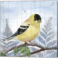Eastern Songbird III Fine Art Print