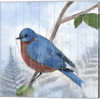 Eastern Songbird IV Fine Art Print