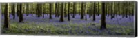 Fairytale Forest Panorama Fine Art Print