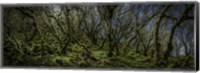 Mossy Forest Panorama Fine Art Print