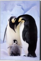 Penguin Family Portrait Fine Art Print