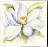 Magnolia Fine Art Print