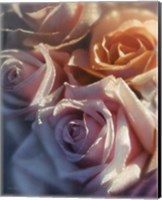 Rose Pedals Fine Art Print
