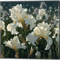 White Iris Garden - Square Fine Art Print