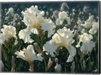White Rose Garden Fine Art Print