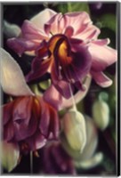 Fuchsia Fine Art Print