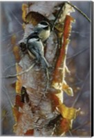 Black-Capped Chickadees - Sunlit Birch Fine Art Print