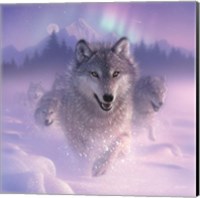 Running Wolves - Northern Lights - Square Fine Art Print