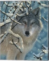 Wolf - Broken Silence Fine Art Print