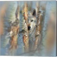 Wolf - Focused Fine Art Print