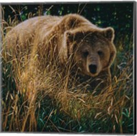 Brown Bear - Crossing Paths Fine Art Print