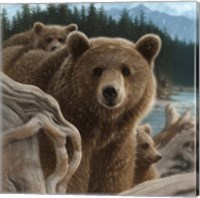 Brown Bears - Backpacking - Square Fine Art Print