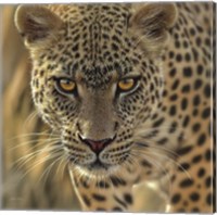 Leopard - On the Prowl - Square Fine Art Print