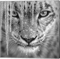 Snow Leopard - Blue Ice - B&W Fine Art Print
