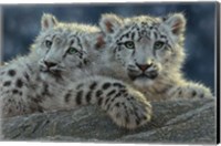 Snow Leopard Cubs Fine Art Print