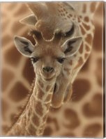 Newborn Giraffe Fine Art Print