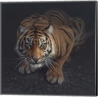 Crouching Tiger Fine Art Print