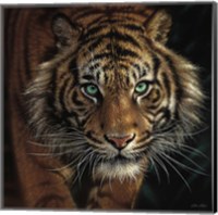 Eye of the Tiger - Square Fine Art Print