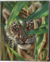 Tiger Cub - Peekaboo Fine Art Print