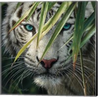 White Tiger Bamboo Forest Fine Art Print