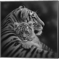 Tiger Mother and Cub - Cherished - B&W Fine Art Print